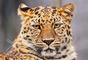  , , , , panthera pardus