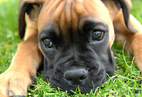 , , , , , , puppy, Boxer