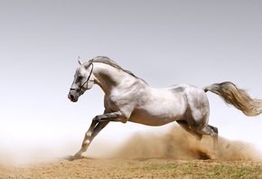 animals wallpapers, , , horses, , dust, , , 