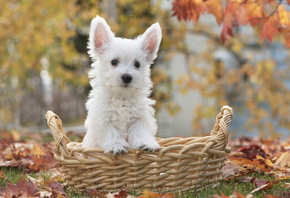 , , Terrier puppy