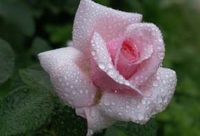 , flower, , Rose, pink, waterdrops, dew, beautiful nature wallpapers