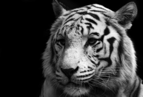 , , , tiger, , white