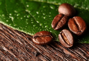 , , , leaf, beans, , coffee, macro