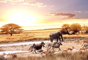 Africa, , , , , animals, , savanna