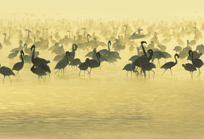 africa, , Studying, flamingos, , south, , 