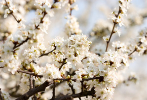 Cherry blossoms, white, , flowers, , beautiful nature wallpape ...