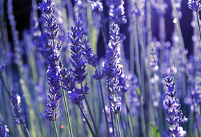 lavender, , 