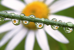 , Daisies in the dewdrops, , 