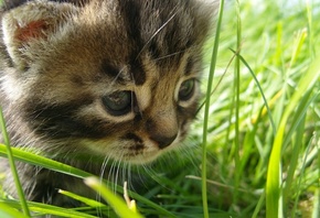 in, cat, the, grass, , Baby