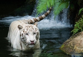  , , white tiger, tiger, 