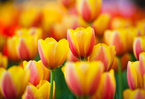 yellow, macro, tulips, flowers, , , , 
