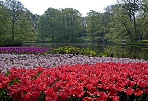 , Keukenhof Lisse Netherlands