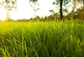 fresh garden, environment, Nature, rural season, bright, rime, grass, green ground, macro