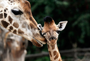 , , giraffa camelopardalis