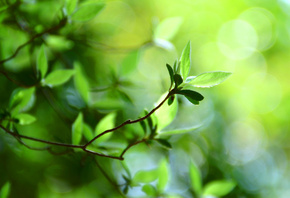  , macro bokeh, green leaves, bokeh wallpapers, green leaf, plant, 