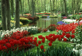 , , Keukenhof gardens,  , 