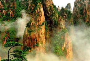 Mountain Plants in Fog, , , , 