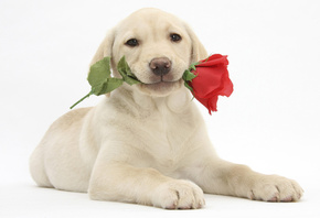 labrador retriever, ,  , , 