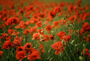 poppy, poppies, , , , , red, field