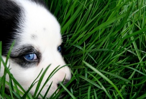 animal, cute, husky, puppy, green, sweet, eyes, dog, grass