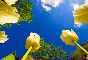 blue sky, yellow, tulips