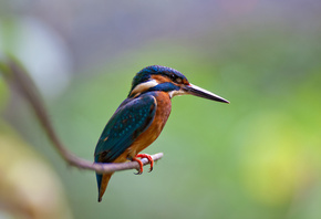 , kingfisher,  , , alcedo atthis