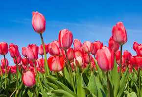 tulips, , , , , 