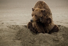 animals, brown bear, sand, noth america