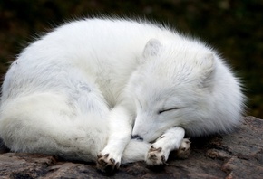 arctic fox, , , , 