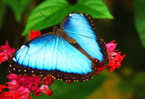 ,  ,   , , morpho