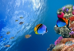 ocean, sea,  ,, coral, fish, underwater