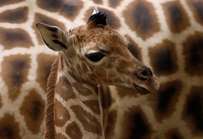  , , giraffa camelopardalis rothschildi