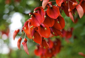 , , , Erythrina crista-galli, 