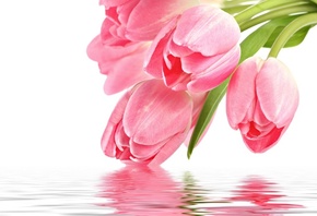 Flowers, , for you, with love, reflection, pink tulips, pink, , tulip