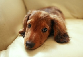 , , , dachshund, 