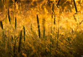 grass, , , sunlight, macro, , , , nature