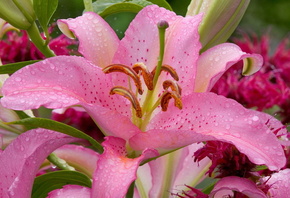 lilium, , flower, beauty, pink lily, Nature wallpapers, , waterdrops