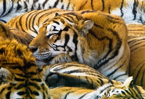 , 1920x1200, tigers, cats, , predators, 