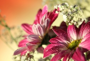 , romantic,  , water drops, Red gerbera, flowers