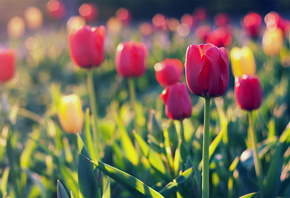 , , , , red, field, Tulips, yellow