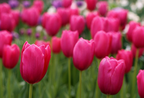 Tulips, field, , , , , 