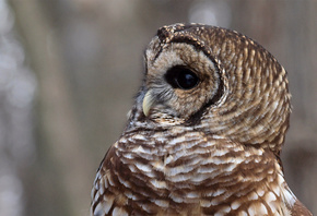 , strix varia, , Barred owl, ,  