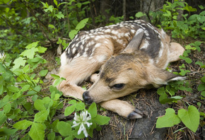 Newborn Fawn, Siuslaw National Forest, Oregon