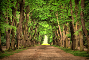 road, green, trees, beautiful, landscape, nature, , , , ...