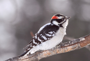 Bird,  , , , woodpecker, 