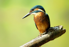  , alcedo atthis, , , kingfisher