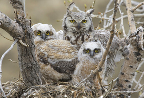 ,   , , , Great horned owl