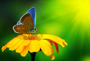 beautiful, butterfly, yellow flower, macro, nature, Water Drops, ,  ...