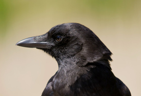 , , bird, , , raven