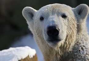  , , polar bear